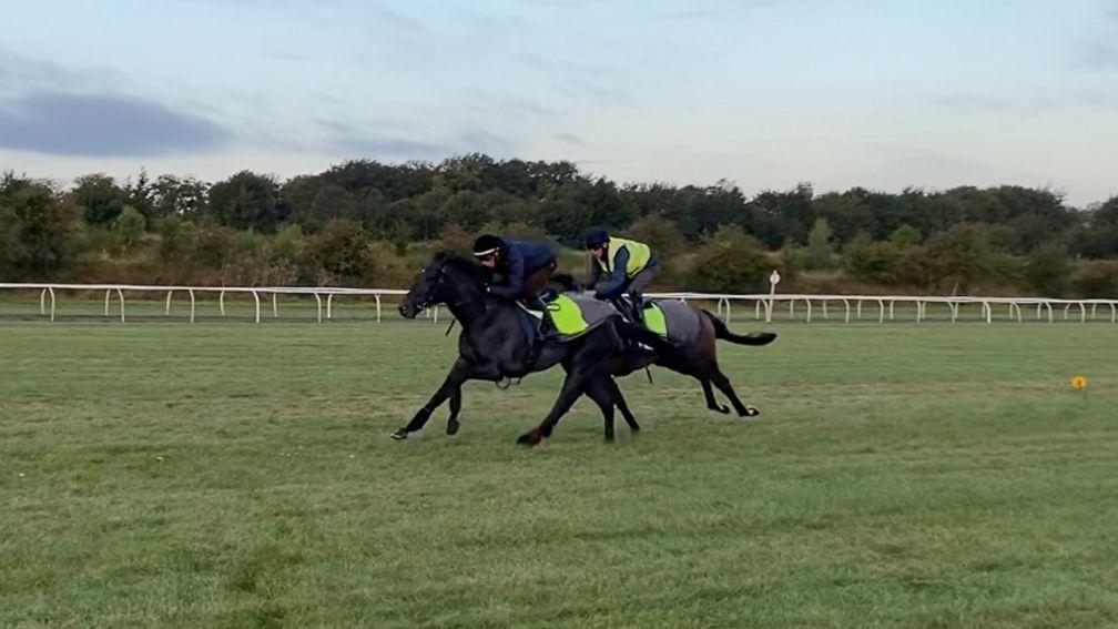 Vandeek and James Doyle on the summer gallop 