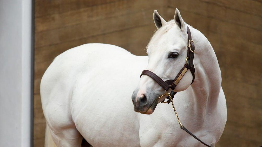 Tapit: sire of the brilliant Flightline once again tops the roster