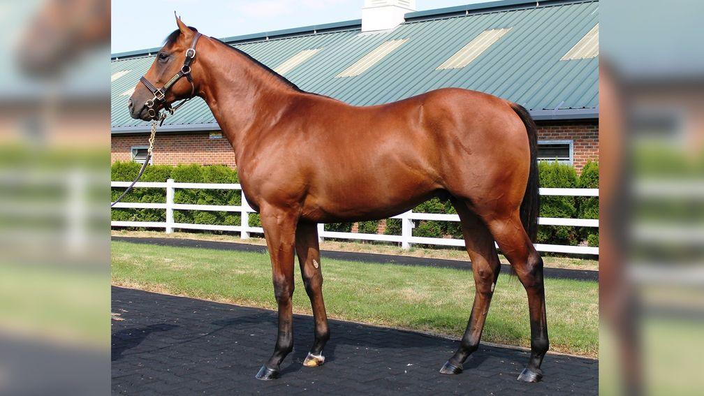 Lot 21: the Muhaarar colt out of Lady Francesca