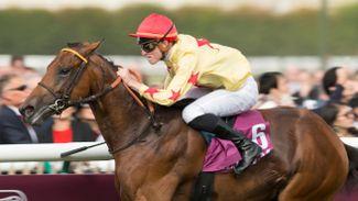 Thronum to stand at Sun Stud as operation releases fees for 2018