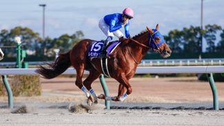 Godolphin's Lemon Pop fizzes on the dirt to win for second time at the top level