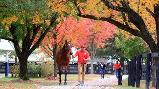 Final session of Fasig-Tipton October Sale capped by $330,000 Bolt d'Oro colt
