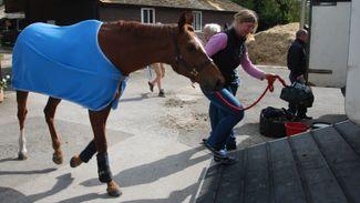'There are so many things that ex-racehorses can do'