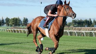 Mighty mare Tepin ready for European team in Toronto