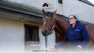 Go behind the scenes at the Irish Stallion Trail with our new digital showcase