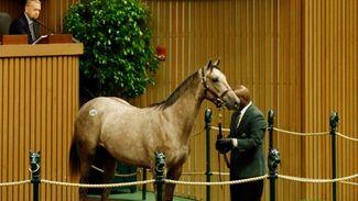 Fast start for September Yearling Sale as Tapit filly fetches $2.7m