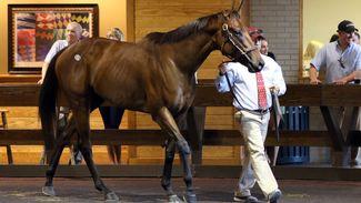 Stakes winner Alter Moon brings $675,000 at Horses of Racing Age sale
