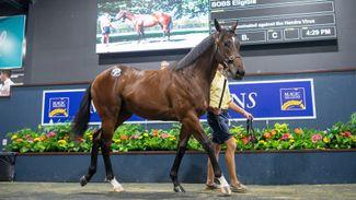 'He looks like Home Affairs' - Coolmore pay A$2.7m for I Am Invincible colt