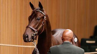 $700,000 Dubawi colt another special opportunity for partners behind Justify