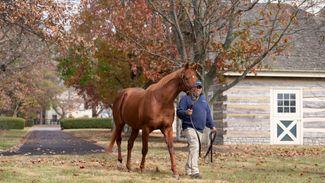 Sensational Gun Runner's fee now listed as private by Three Chimneys