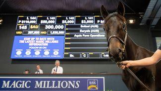 Stallion sons of Redoute's Choice come to the fore at the Gold Coast