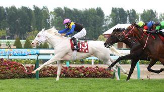 'She has gained worldwide attention' - all-white top-level winner Sodashi to take up broodmare role