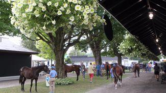 Yearling sales season continues strong start