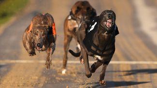 Bruce Millington: Greyhounds provide some solace during weird and worrying week