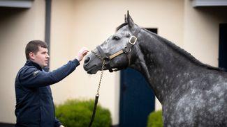 New recruit Caravaggio introduced to Japanese breeders at ¥3,000,000