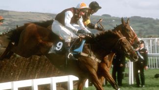 Phenomenal Desert Orchid didn't know how to give up