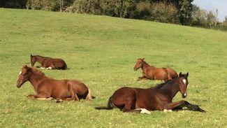 Too many foals or not enough? The great production paradox