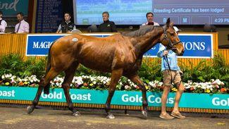 Jameka the star on opening day of Gold Coast National Broodmare sale