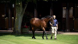 He's no teeny-bopper but incredibly Dubawi might not even have reached his prime