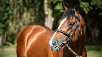 'There's nothing more the horse can do' - Rajasinghe still surprising as a sire