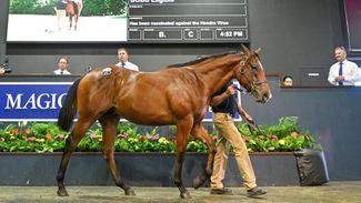 'Beautiful' A$1.65 million I Am Invincible colt tops first day of Magic Millions