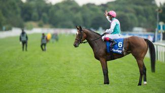 Enable's half-brother set for debut at Leopardstown on Thursday