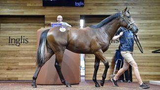 Denman colt tops off strong Inglis Premier return for Stockwell Thoroughbreds