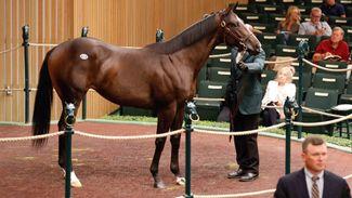 California Chrome yearlings in opening session snapped up by Japanese buyers