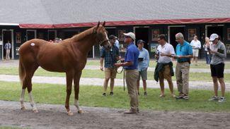 Curlin colt helps feel-good yearling sale get off to a flying start