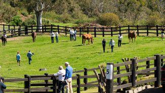 'One of the most iconic properties in Australia' - Coolmore buy Strawberry Hill Stud