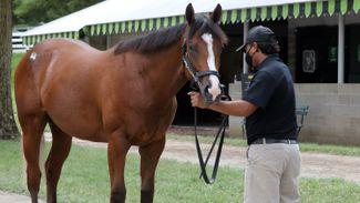 Reasons for optimism at Hill ‘n’ Dale Farms despite Lady Eli colt going unsold