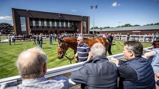 Goffs UK to host Tattersalls Ireland stores as sales houses come together