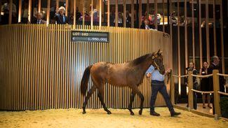 American Pharoah pair add pizzazz to highly anticipated August Yearling Sale