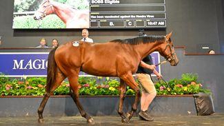 Maher hoping he’s landed Booker prize with A$2.5 million I Am Invincible colt