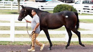 Knockgriffin Farm hits $900,000 home run with Constitution colt at Keeneland