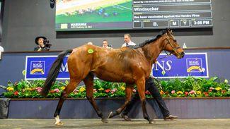 'It is a wonderful price' - Group 1 winner Mariamia brings A$1.8 million at Magic Millions National Broodmare Sale