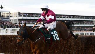 Remarkable Tiger earns his stripes with unlikely Cheltenham triumph