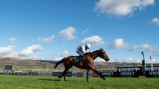 One week to go: our experts with their advice for the Unibet Champion Hurdle