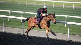 Green light for Big Orange after Gold Cup hero sparkles in morning workout