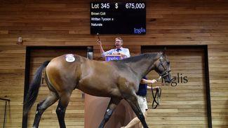 Gilgai’s Written Tycoon colt trumps rivals on day two of Inglis Premier Sale