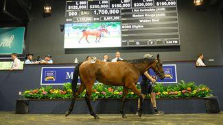 America’s Hill ‘n’ Dale makes ‘significant’ A$1.7 million investment at Magic Millions