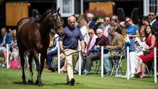 Blue Point to Kildangan: 'We're bringing a Royal Ascot specialist to Ireland'