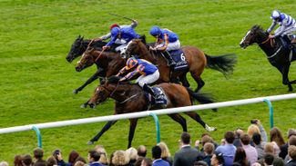 Stick with Al Wukair despite his Guineas defeat