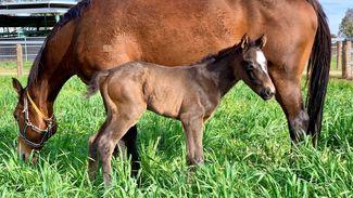 First southern hemisphere foal for July Cup hero US Navy Flag