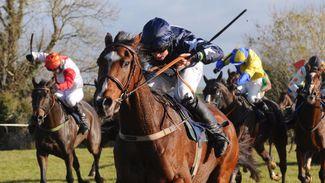 Big prices for winning pointers at Cheltenham Sale