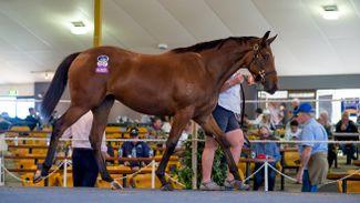 Dundeel filly shines on day one of the Magic Millions Adelaide Yearling Sale