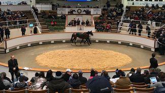 Progressive Corrosive Dubai-bound after topping day two of Autumn HIT Sale