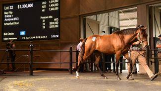 Fireworks on remarkable opening day of Easter Yearling Sale