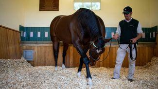 Frankel's ascension complete with European and domestic sire titles