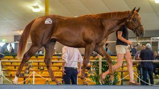 Akeed Mofeed bids farewell to South Australia with $200,000 session-topping colt